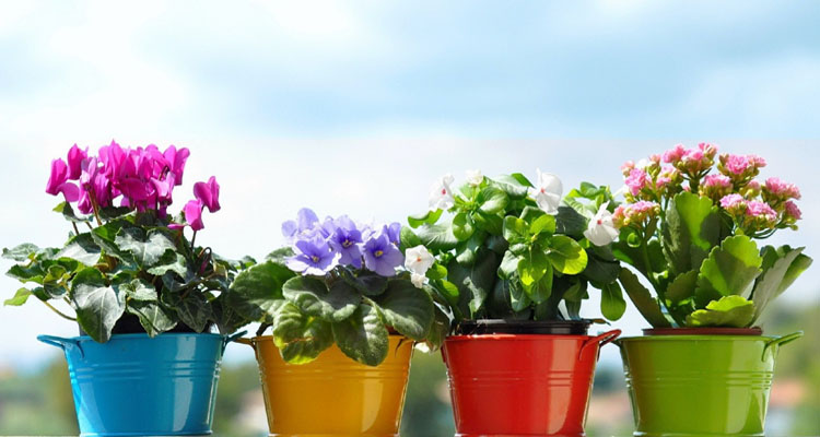 Можно ли провозить растения в самолете